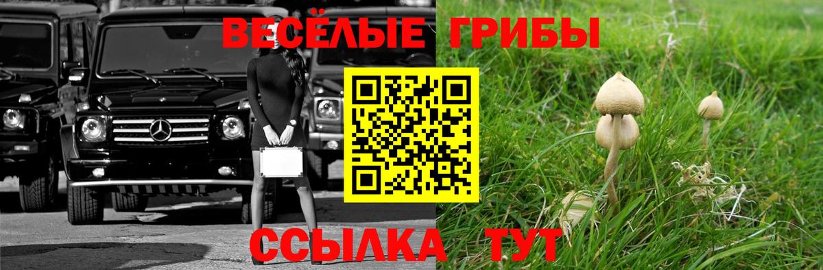 как найти закладки  Вход с VPN  Тихорецк  Псилоцибиновые грибы GOLDEN TEACHER 
